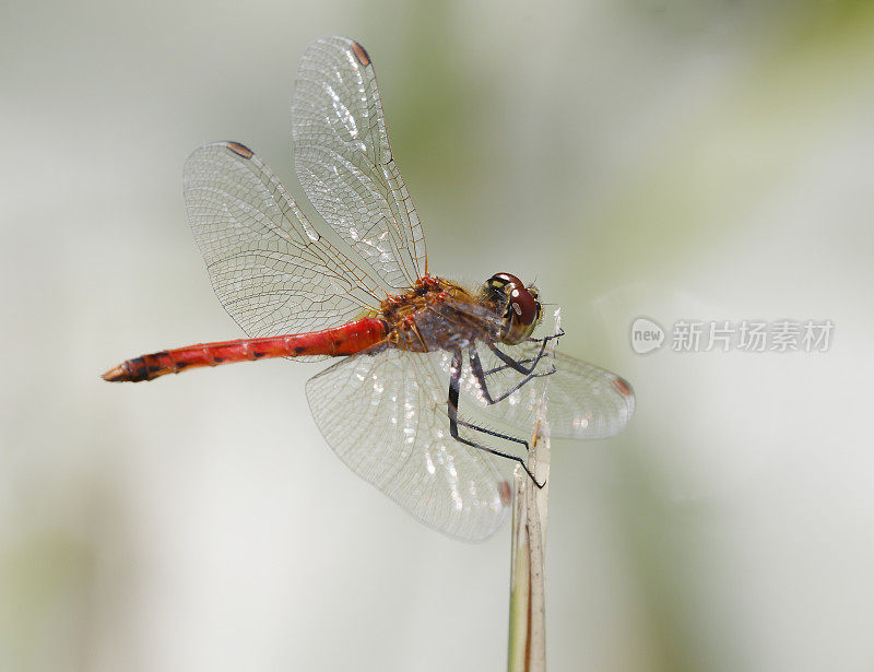 红箭蜻蜓(Sympetrum sanguineum)雄性